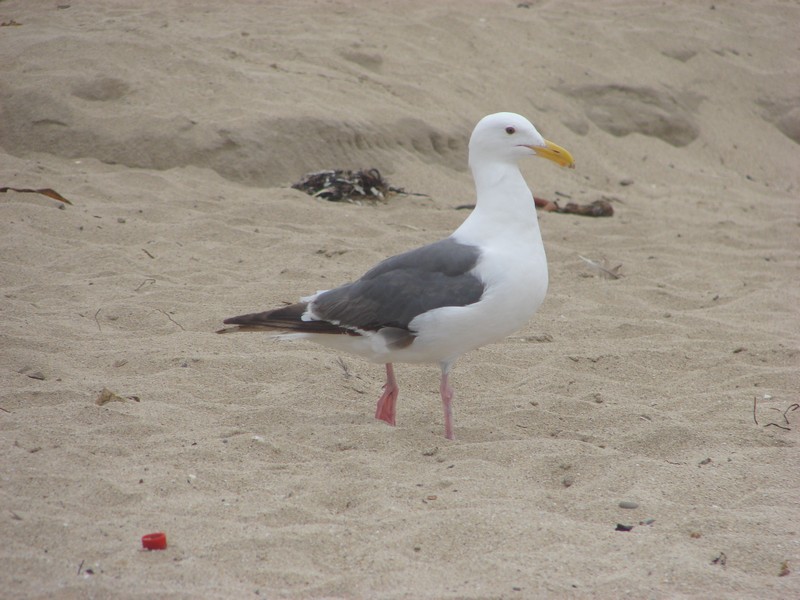 Half Moon Bay 030.jpg